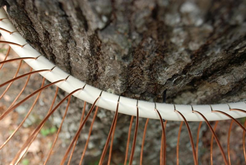 A Tree Antenna for the 600 Meter Band